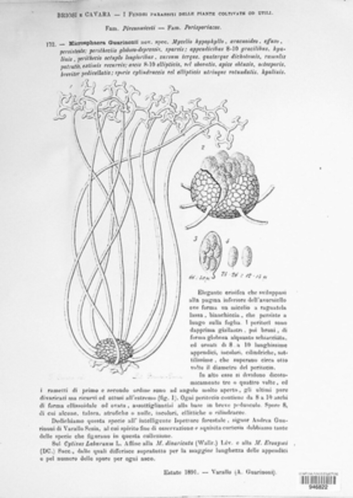 Erysiphe guarinonii image